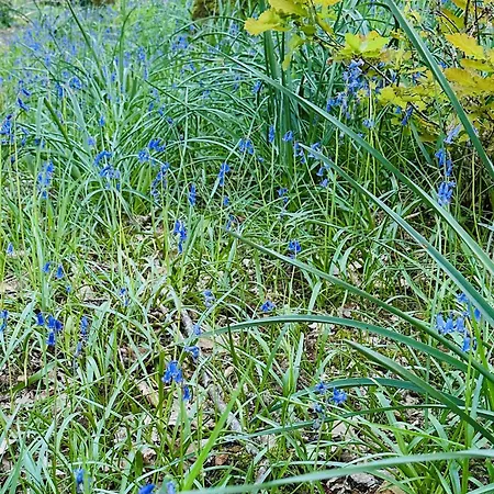 De L'etang Vieux *